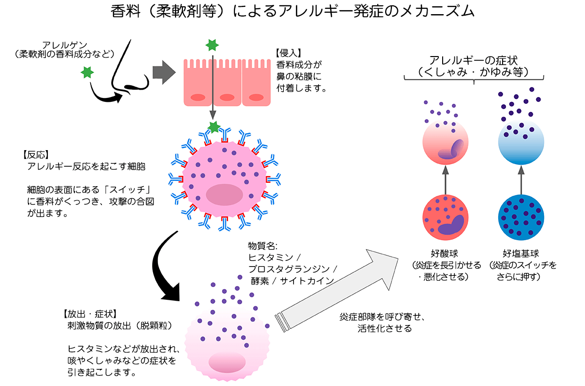 香料(柔軟剤等)によるアレルギー発症のメカニズム